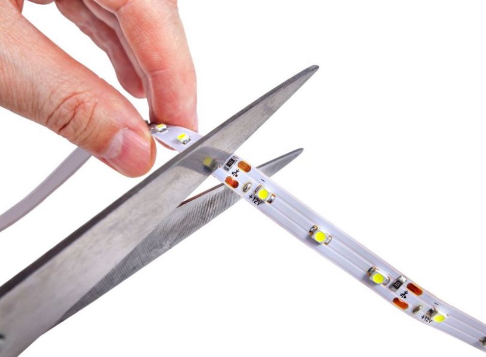 Why are there no mushrooms in some forests?